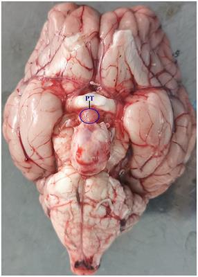 Identification of Photoperiod-Induced LncRNAs and mRNAs in Pituitary Pars Tuberalis of Sheep